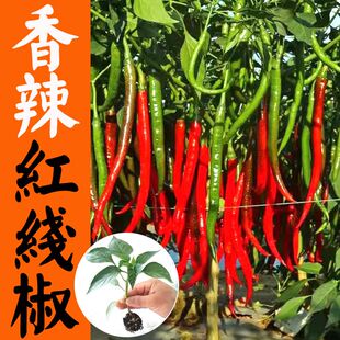 红金条线椒种苗高产红色超长细长羊角型辣椒种籽青椒红椒蔬菜苗秧