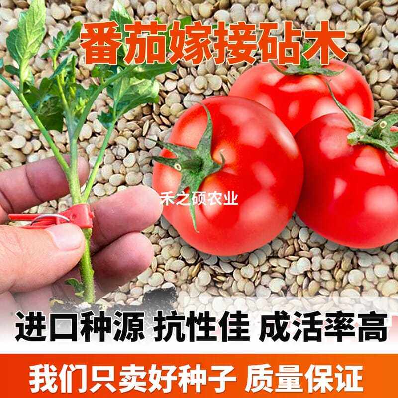 西红柿砧木种子 番茄砧木种籽 抗青枯 根腐病 枯萎黄萎病抗死棵
