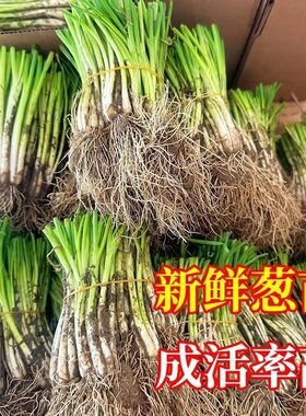 四季小香葱苗葱根苗秧苗抗寒耐热品种农家自种阳台农田专用分葱苗
