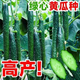 正宗津研七号绿芯长黄瓜种子绿心密原装黄瓜进口蔬菜种子旱黄瓜种