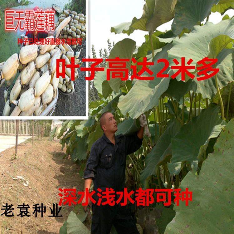巨型粉脆莲藕种子基地种植高产莲藕种子巨无霸莲藕种子荷花种子