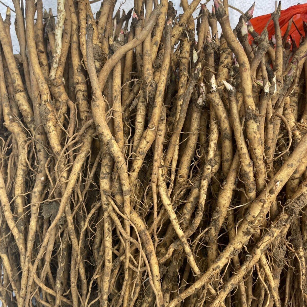 正宗药材牡丹苗,凤丹苗白花,药材种植