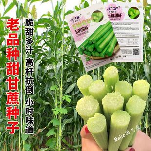 甜甘蔗高粱种子长杆甘蔗种子脆甜多汁芦栗甜秫秸糖甜杆甜高粱种子