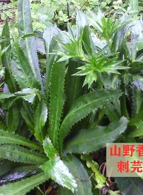刺芫荽山野香菜种子缅甸香菜芫荽刺芹籽大野菜种籽云南刺芫荽种孑