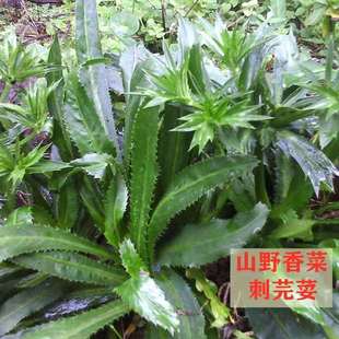 刺芫荽山野香菜种子缅甸香菜芫荽刺芹籽大野菜种籽云南刺芫荽种孑
