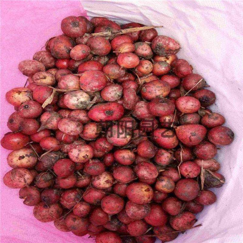 野地瓜种子 地瓜泡种子 大山地瓜六月地瓜种子 草丛中生长 南北种