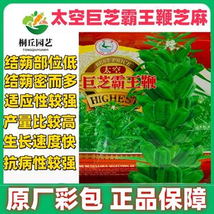 太空巨芝霸王鞭芝麻种子霸王鞭芝麻种子早熟榨油专用高产芝麻种子