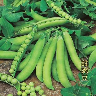 正品 特大甜豌豆甜脆可生吃菜豌豆耐寒秋冬蔬菜