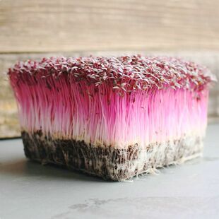 微型蔬菜芽苗种籽火红苗种子斯卡纳苗西餐摆盘装饰四季安曼红苗菜