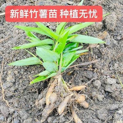 竹薯种植 农家广东特产 四季竹芋竹薯冬薯冬笋苓薯节薯种果实包邮