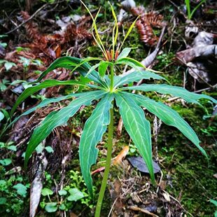 正宗新鲜七叶一枝花重楼大苗新鲜正品活苗盆栽食用成活带土