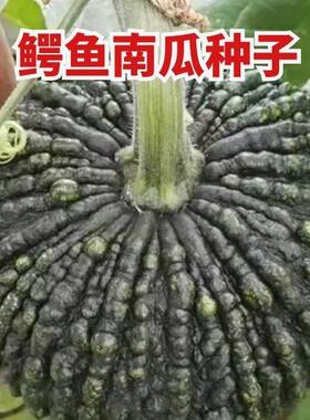 鳄鱼南瓜种子赖皮绿疙瘩