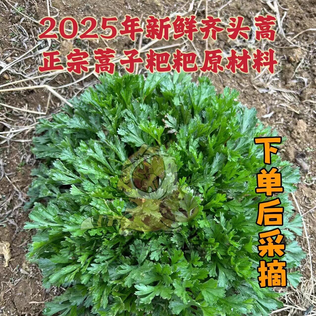 春季新鲜齐头蒿刺头蒿（非白蒿）叶子正宗蒿子粑粑原材料250g