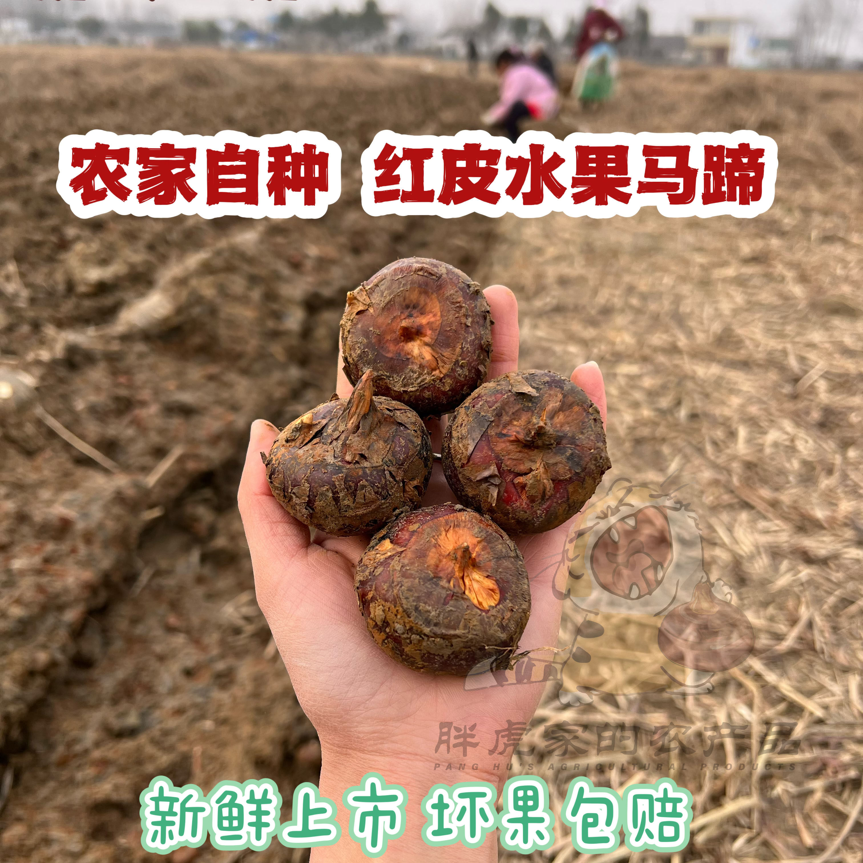 黄泥田种植荸荠马蹄红皮水果马蹄