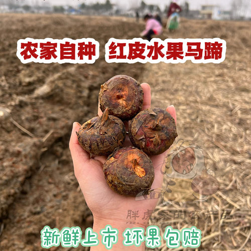黄泥田种植荸荠马蹄红皮水果马蹄