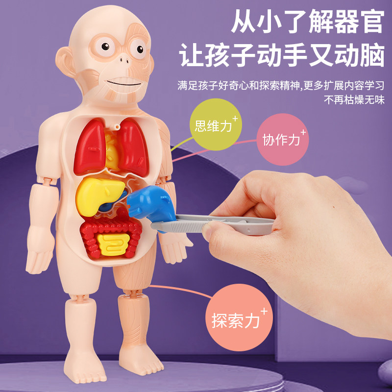飞鸽儿童人体可拆卸医学解剖模型身体内脏器官身体骨骼架结构玩具
