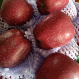 正宗甘肃天水花牛苹果新鲜水果2025当季脆甜多汁粉苹果蘋果肉厚