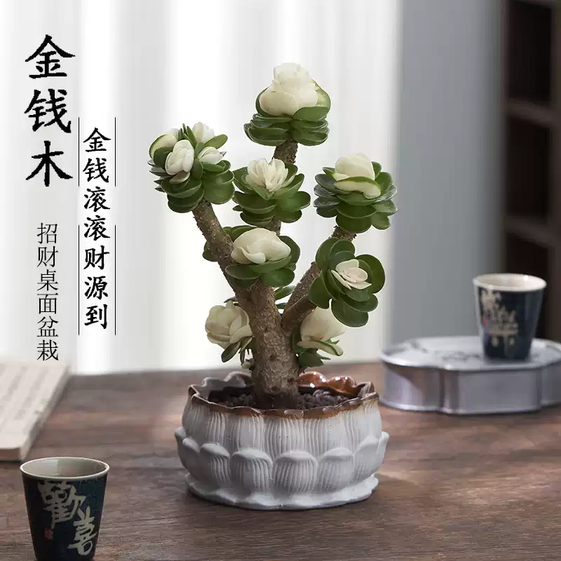 金钱木老桩多肉植物室内盆栽四季