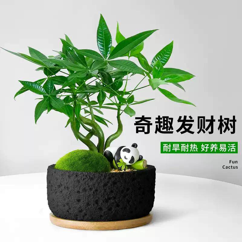 富贵竹文昌竹小盆栽办公室桌面高