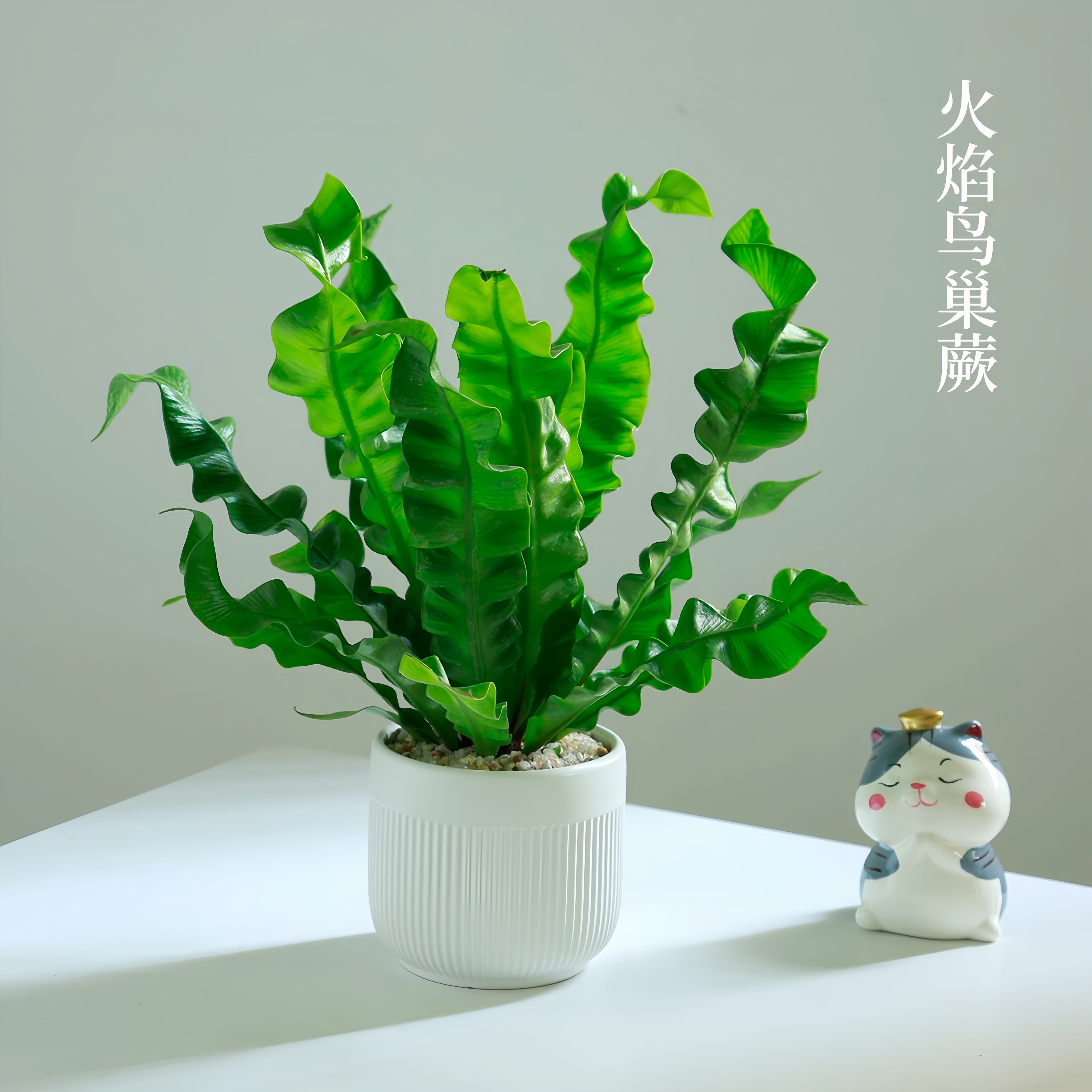 火焰鸟巢蕨室内好养净化绿植