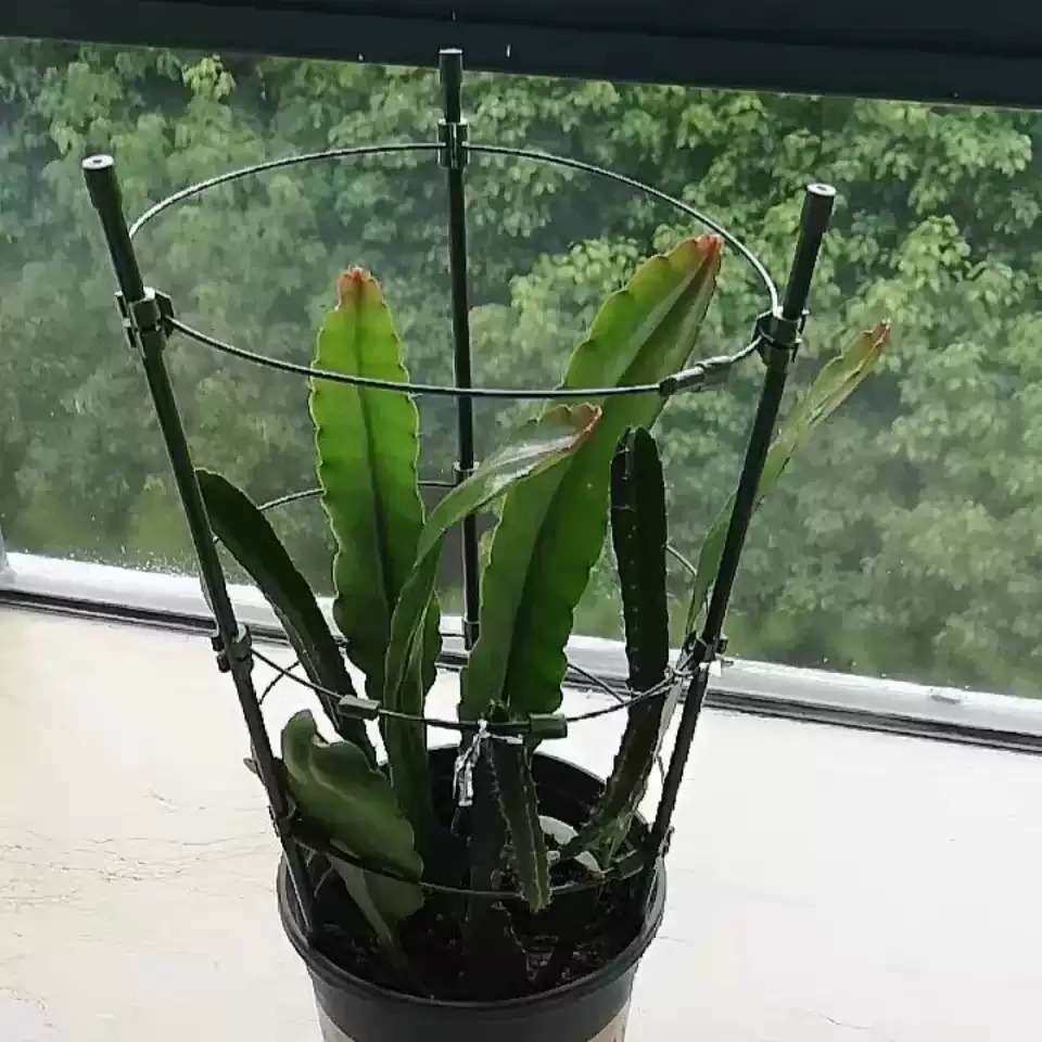昙花专用多层可伸缩爬藤花架适配