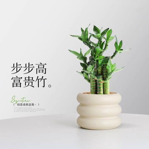 金榜题名富贵竹盆栽4枝好养