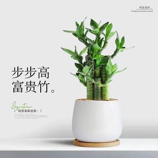 富贵竹盆栽桌面绿植净化空气好养活新手小白室内观叶植物