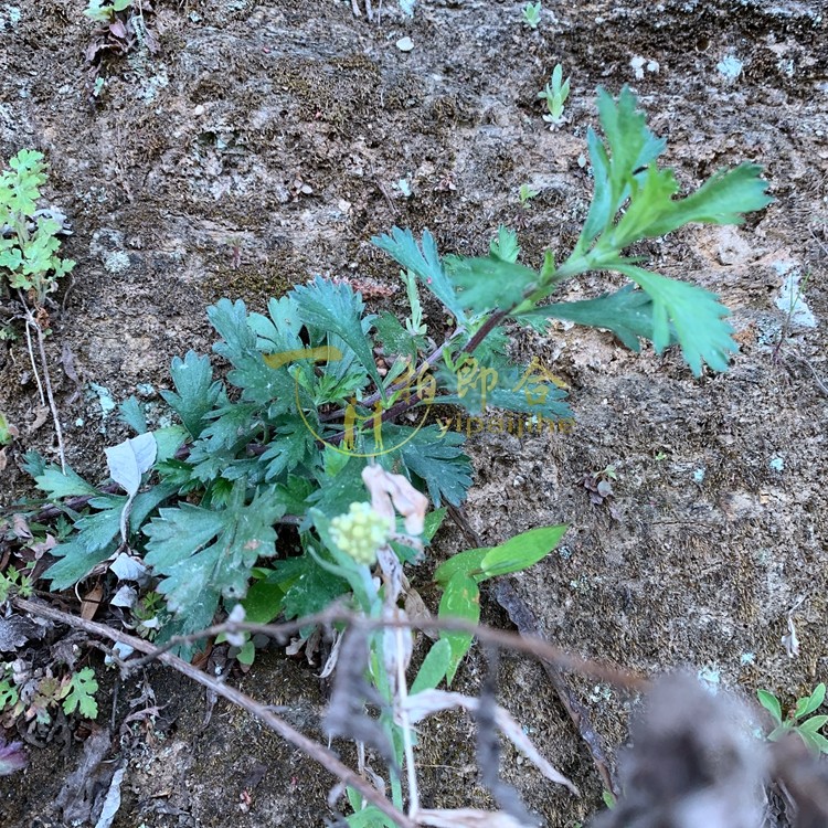 秦岭大山内天然少量药食同源山货齐头蒿土柴胡新鲜干货可移栽含盆