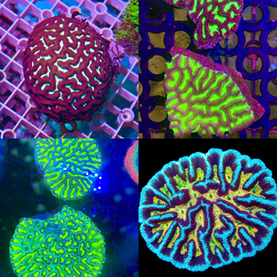 澳洲迷宫脑稀有品种脑珊瑚菠萝丁分支脑绿刺脑橘石脑lps珊瑚活体