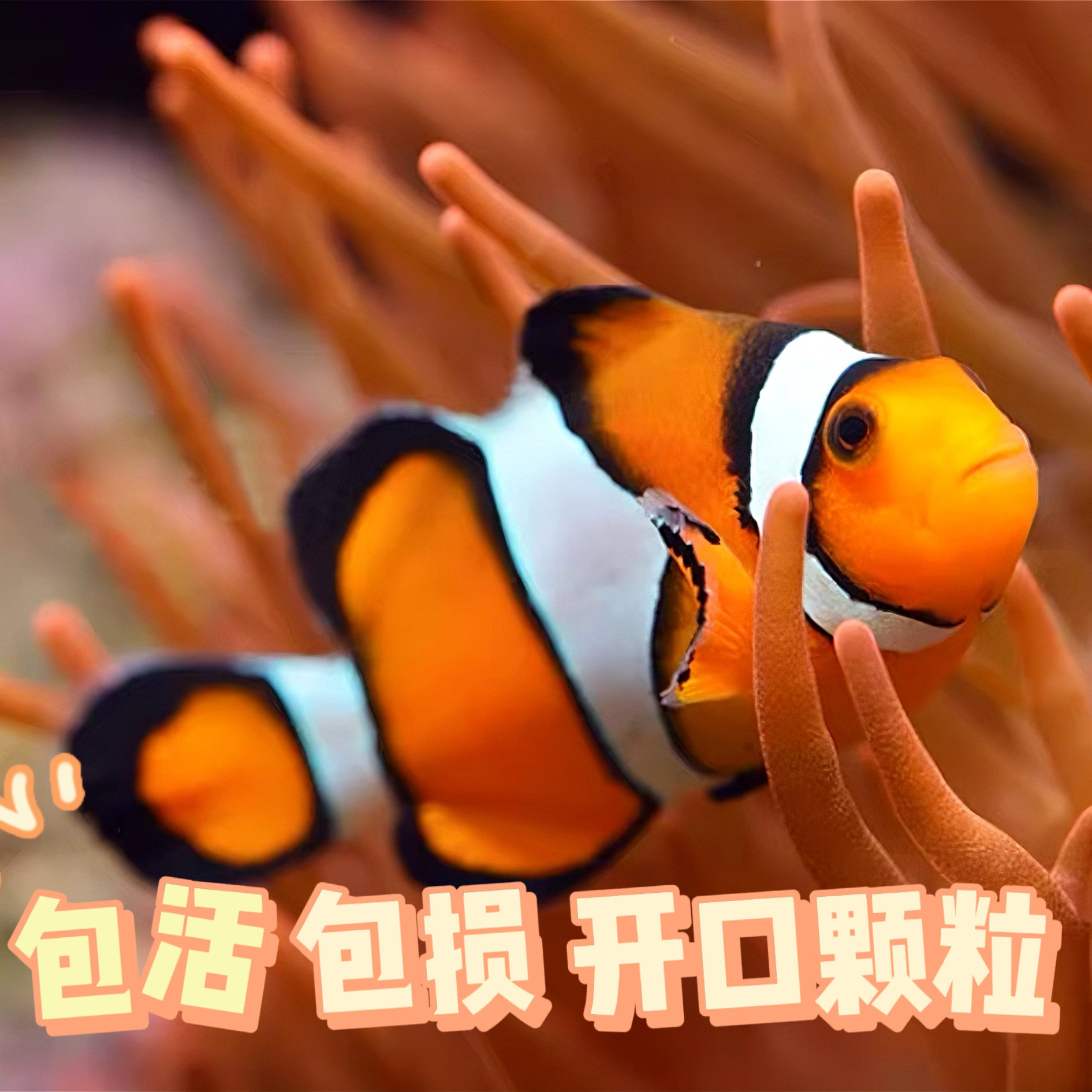 印尼巴东手捕公子小丑鱼尼莫活体鱼