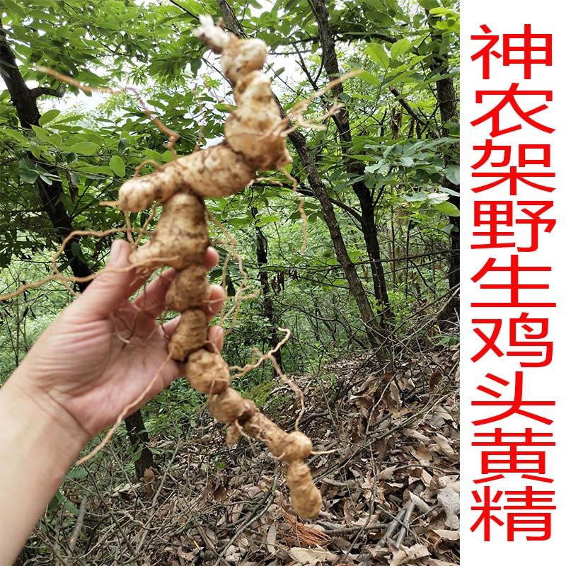 神农架野生黄精纯野生鸡头黄精干货泡酒男性滋补可泡茶250克