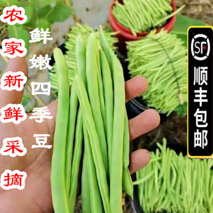 【顺丰包邮】5斤新鲜四季豆鲜嫩豆角无筋豆芸豆扁豆农家应季蔬菜