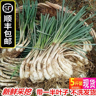 【顺丰包邮】5斤新鲜荞头 藠头 茭头非野韭菜小葱头蒜头农家蔬菜