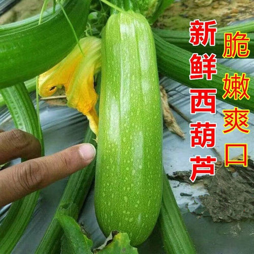 顺丰邮5斤新鲜西葫芦脆嫩三月瓜