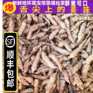 顺丰包邮5斤新鲜地环菜宝塔菜螺丝菜地梨葫芦牯牛玉环甘露泡酱菜