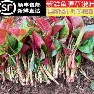 顺丰 4斤新鲜鱼腥草嫩叶侧耳根叶扎耳根芽野菜猪鼻拱凉拌蔬菜 包邮