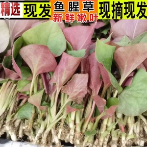 农家2斤嫩叶鱼腥草叶子新鲜折耳根侧耳节根苗鱼心草嫩苗凉拌包邮