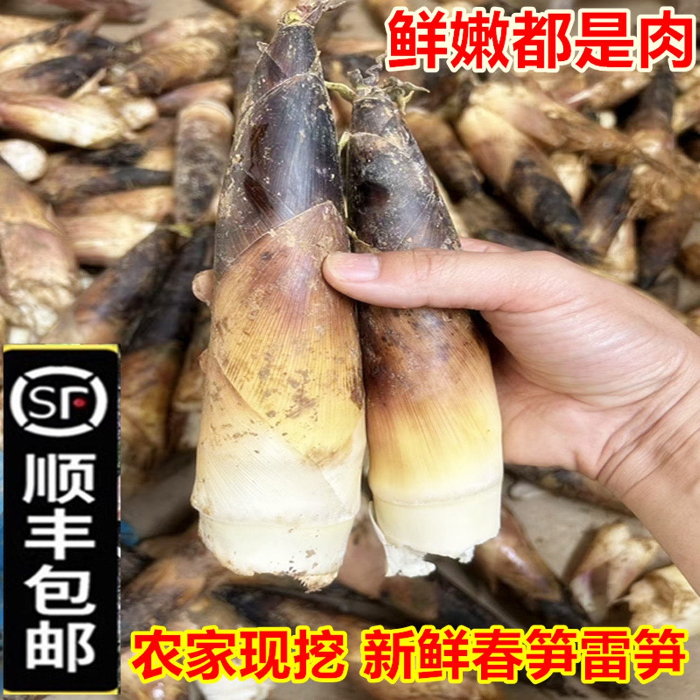 顺丰包邮5斤新鲜春笋雪菜雷笋野生竹笋油焖笋尖手剥笋PK临安冬笋