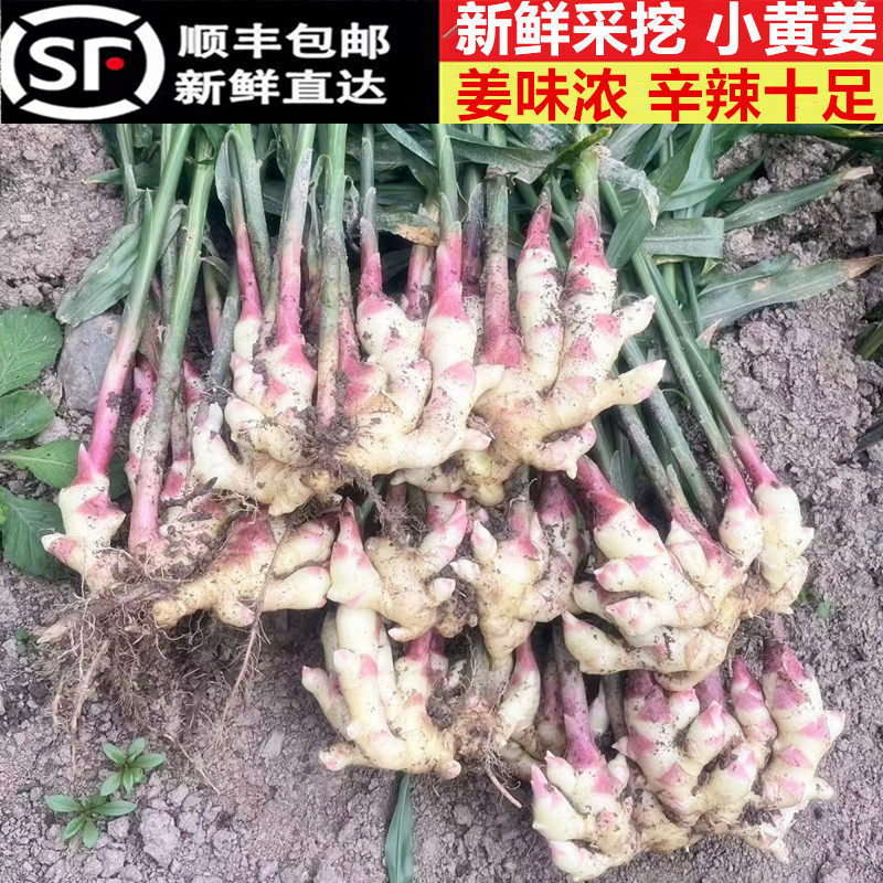 新鲜生姜嫩黄姜仔沙姜月子姜包邮