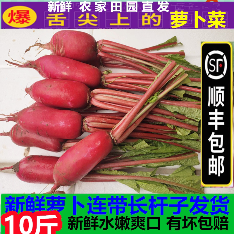 顺丰邮新鲜红皮萝卜缨子罗卜杆子