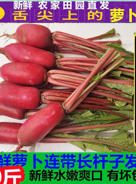 【顺丰包邮】新鲜红皮罗卜萝卜樱子杆子5萝卜菜叶水嫩萝卜做泡菜