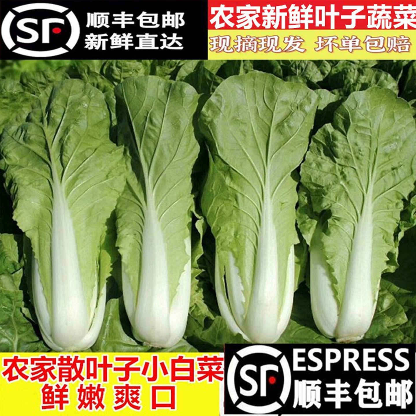 顺丰邮小白菜新鲜蔬菜散叶子青菜