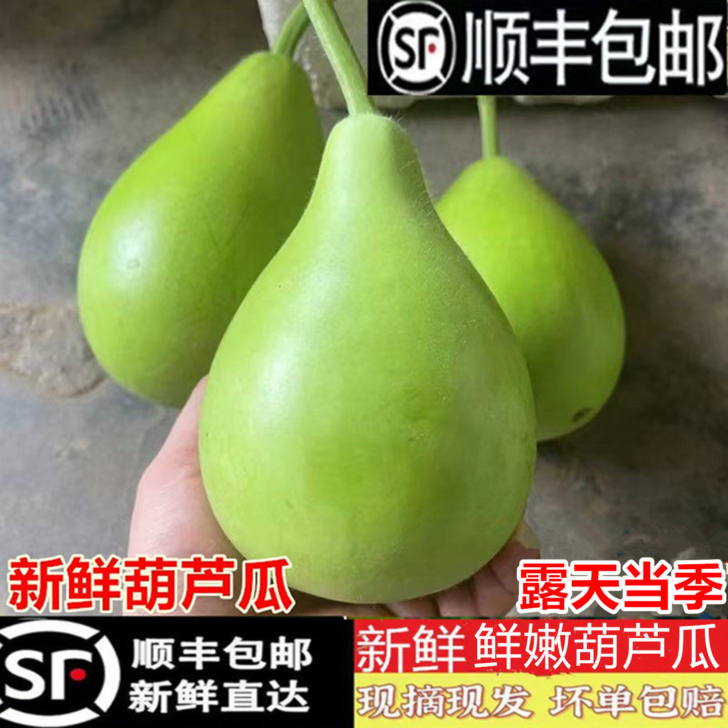 【顺丰包邮】新鲜葫芦瓜蒲瓜短瓢瓜肉葫芦圆北瓜食用瓠瓜农家蔬菜