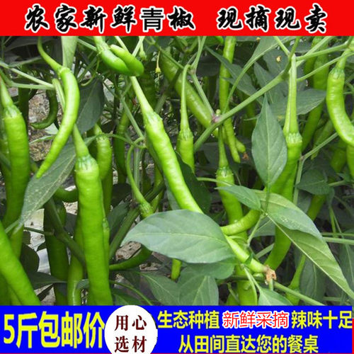 农家土辣椒新鲜青椒特辣长尖椒