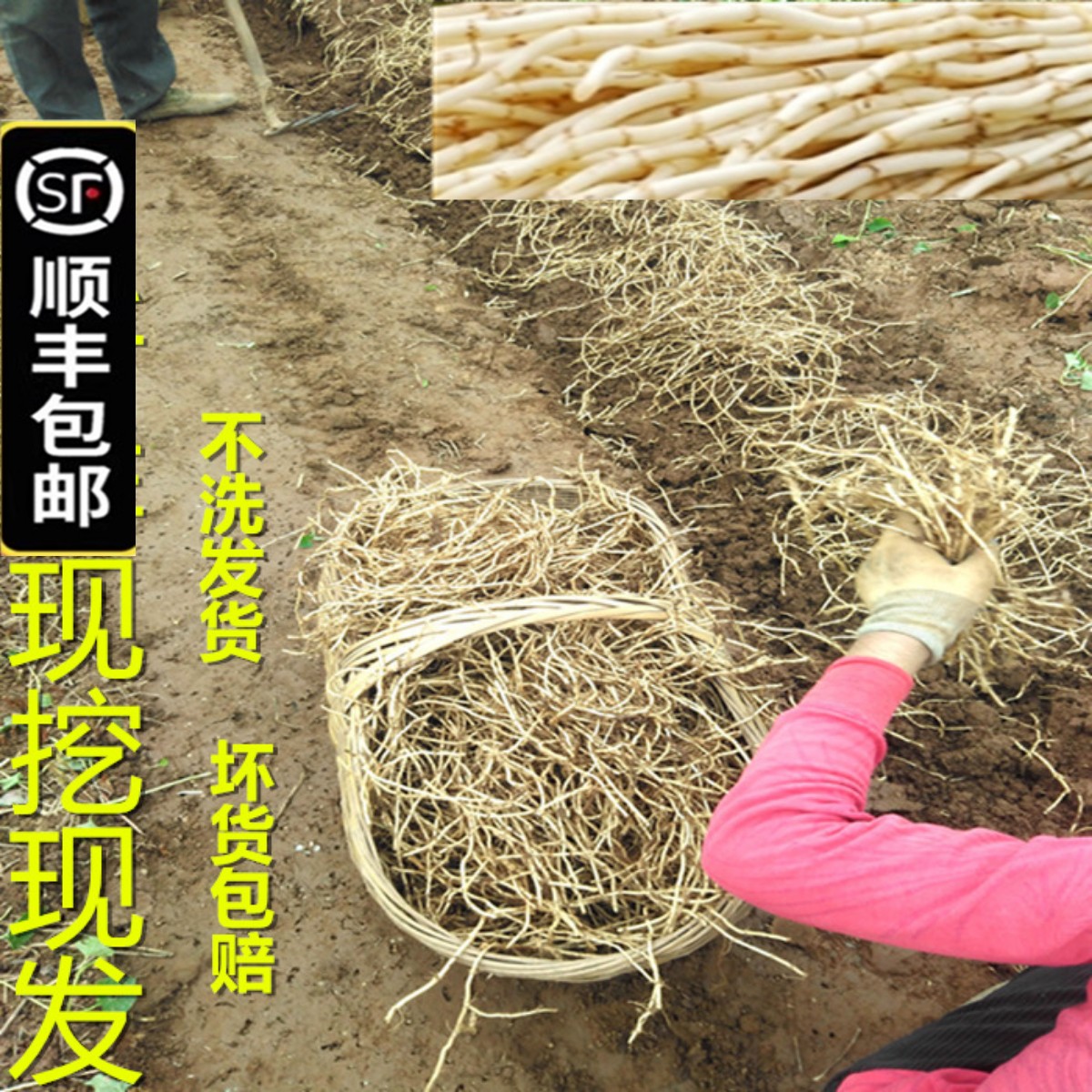 顺丰包邮新鲜鱼腥草根嫩折耳根农家野菜鱼腥草茶侧耳根节节根2斤
