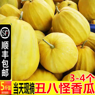 顺丰丑八怪香瓜甜瓜脆瓜新鲜水果