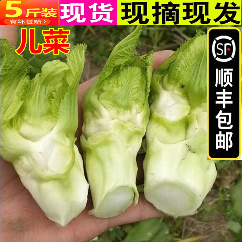 顺丰包邮5斤新鲜脆嫩抱儿菜农家自种蔬菜母子娃娃菜抱子芥菜泡菜