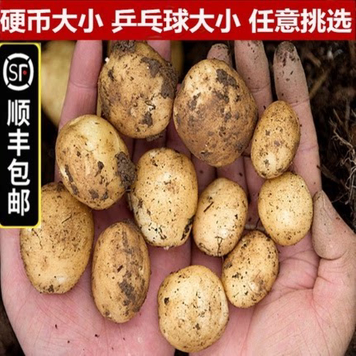 顺丰邮新鲜小土豆黄心马铃薯洋芋