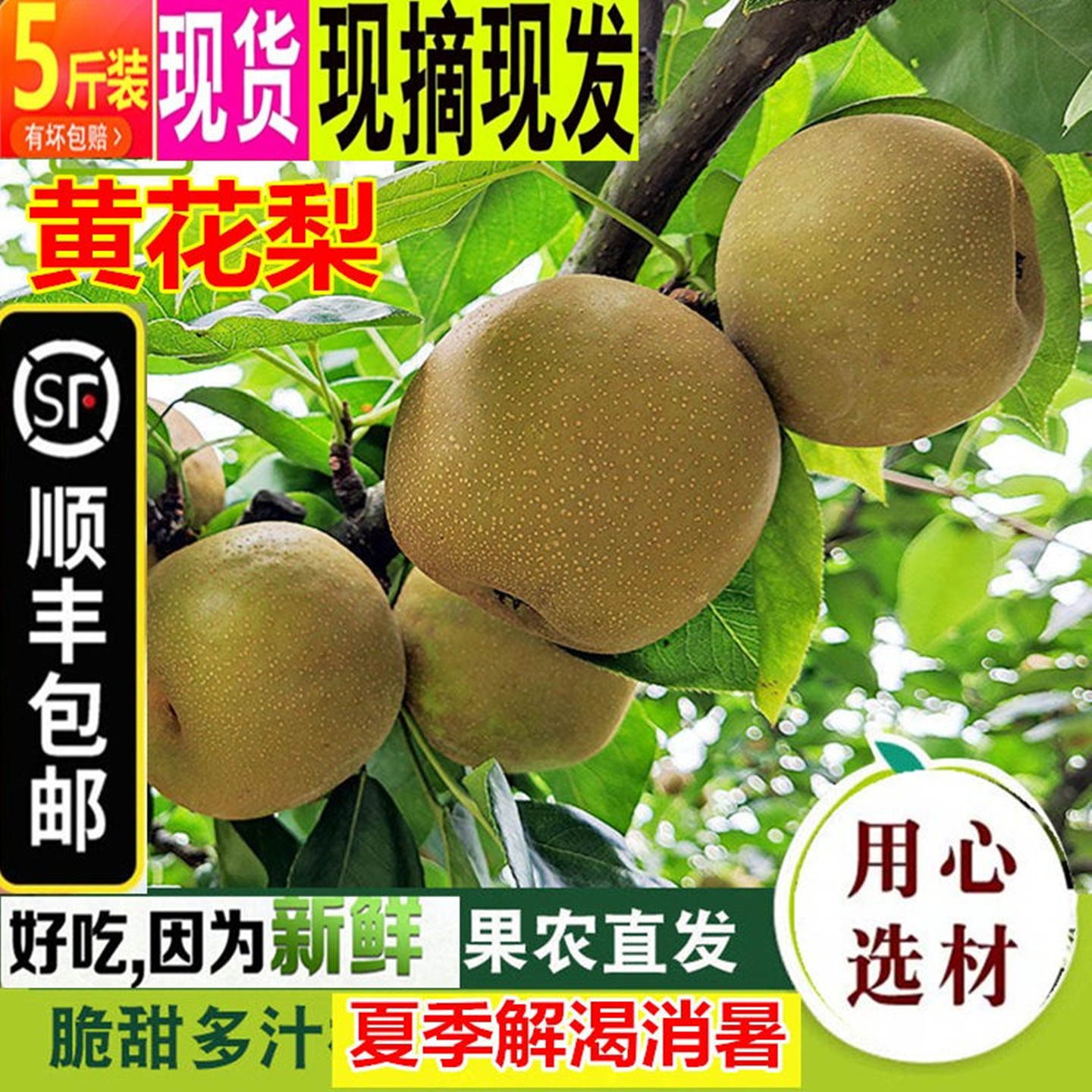 顺丰湖北黄花梨新鲜脆甜黄沙梨子图片
