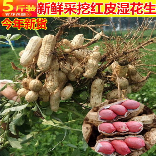 现挖新鲜湿花生带泥壳红皮花生米